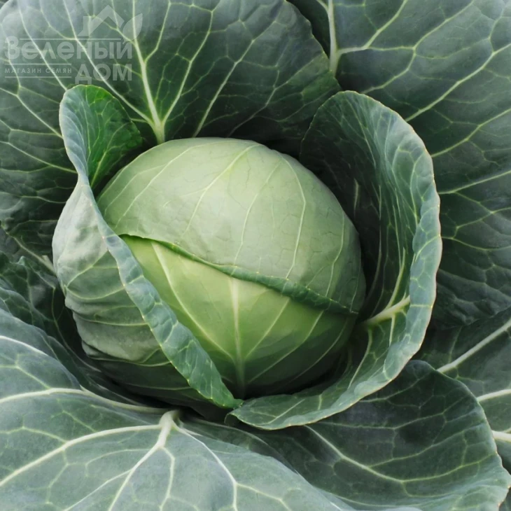 Фарао F1 / Farao F1,65 дней фото 1