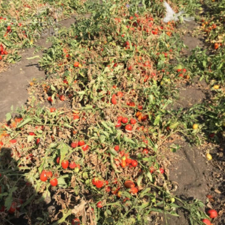 9985 F1 / 9985 F1, 120 дней фото 4