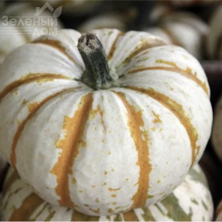 Кемон F1 / Kemon F1 фото 1