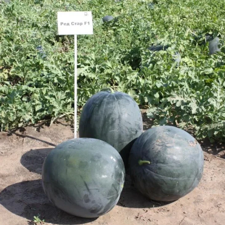 Ред Стар F1 / Red Star F1,60-65 дней фото 2