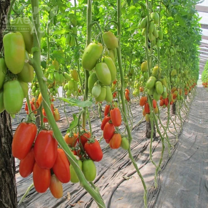 Поззано F1 / Pozzano F1,105-115 дней фото 3