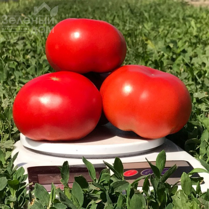 Оазіс F1 / Oazis F1,67-70 днів фото 4