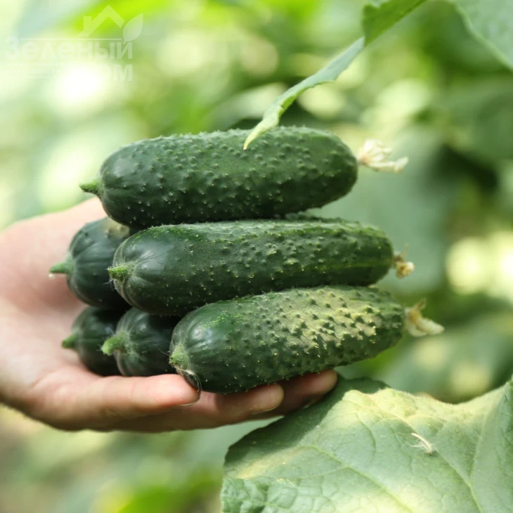 Хелен F1 / Helen F1, 32-35 дней фото 1