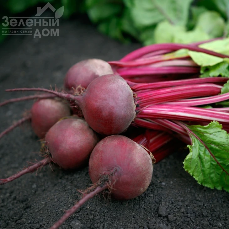 Азума F1 / Azuma F1, 100-115 дней фото 1