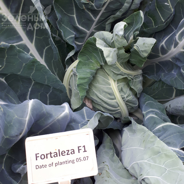 Форталеза F1 / Fortaleza F1,75-80 днів фото 3