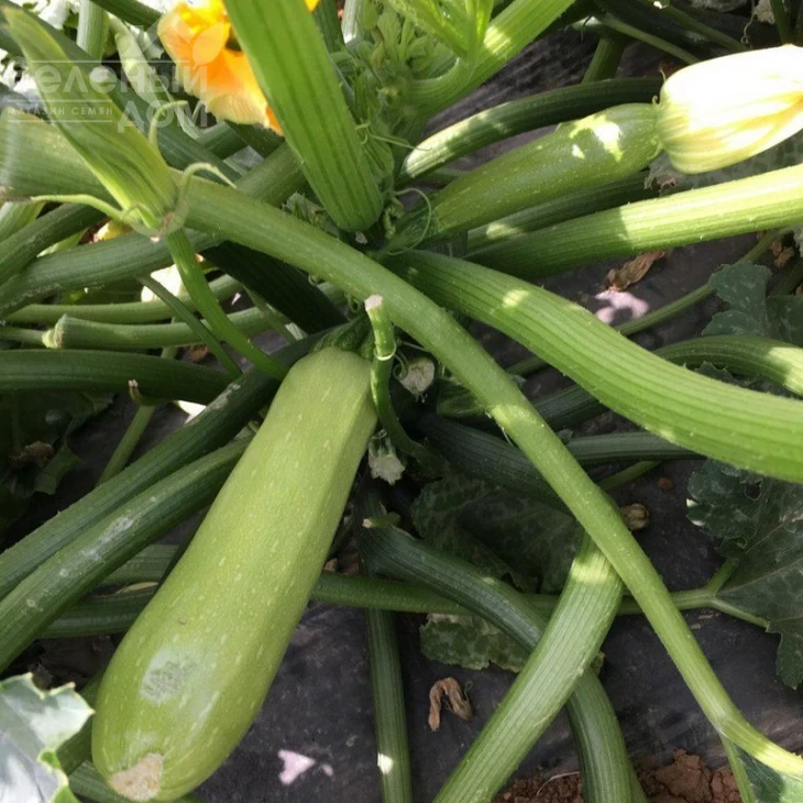 Ясна F1 / Yasna F1,40-45 дней фото 1