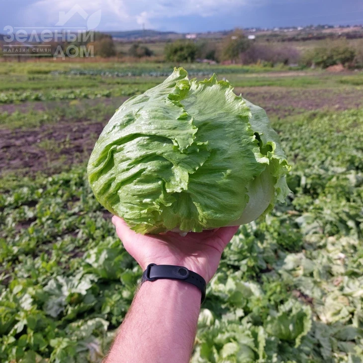 Элсол F1 / Elsol F1 фото 1