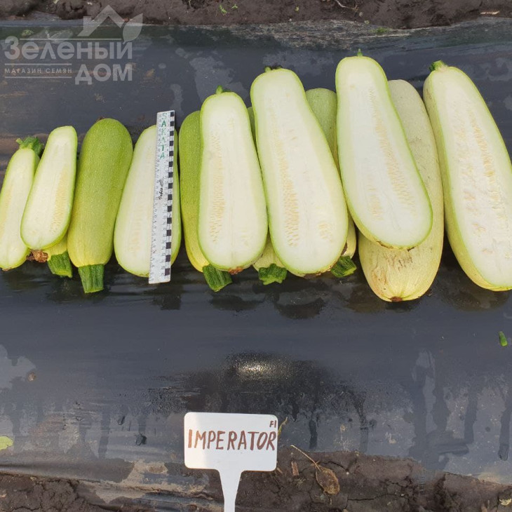 Імператор F1 / Imperator F1, 32-37 днів фото 4