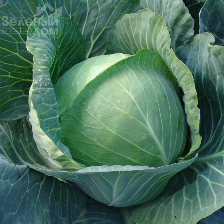 Авак F1 / Avak F1,115-120 днів фото 1