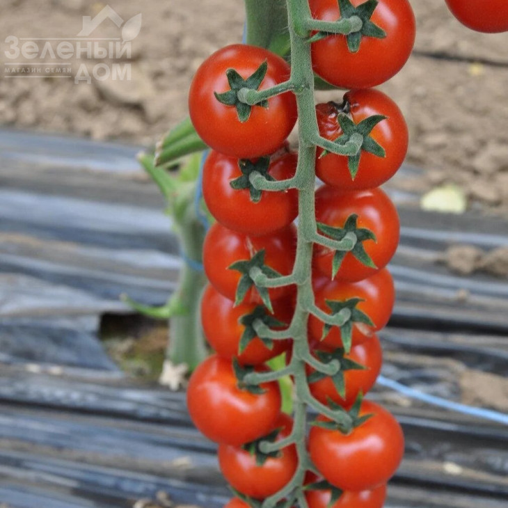 Порпора F1 / Porpora F1,105-115 днів фото 1