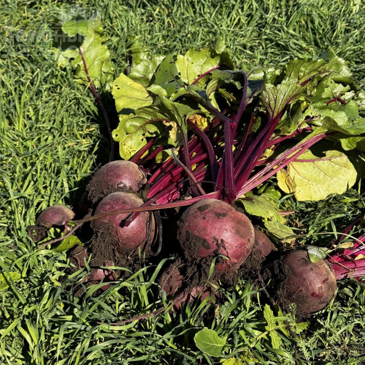 Рубі Бой F1 / Rubi Boy F1, 100-105 днів фото 2