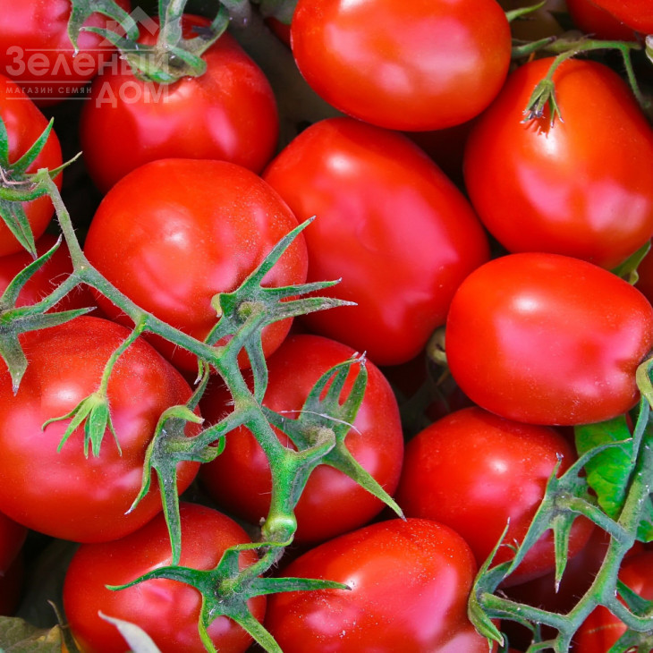Фоккер F1 / Fokker F1,120-130 днів фото 1