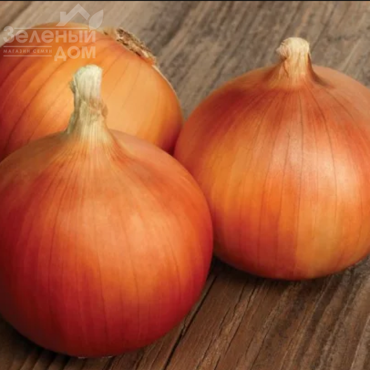 Ранко F1 / Ranko F1 фото 2