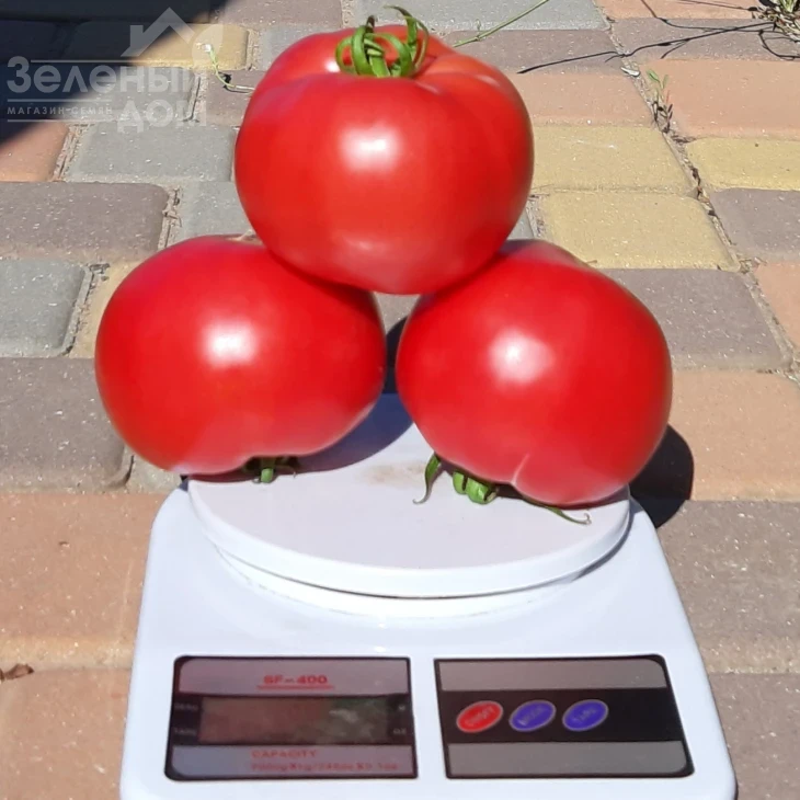 Селла F1 / Sella F1, 58-62 дня фото 4