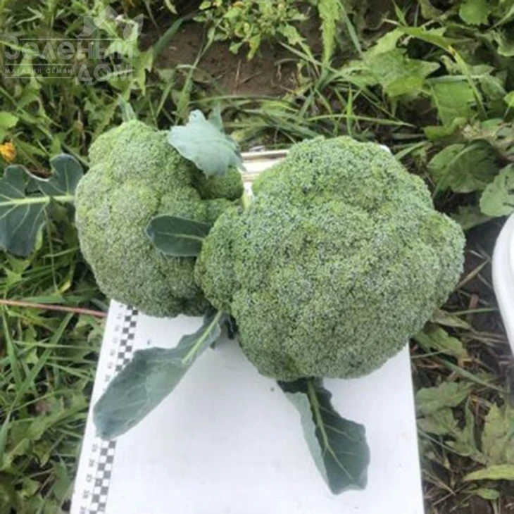 Легаси F1 / Legasi F1, 55 дней фото 2