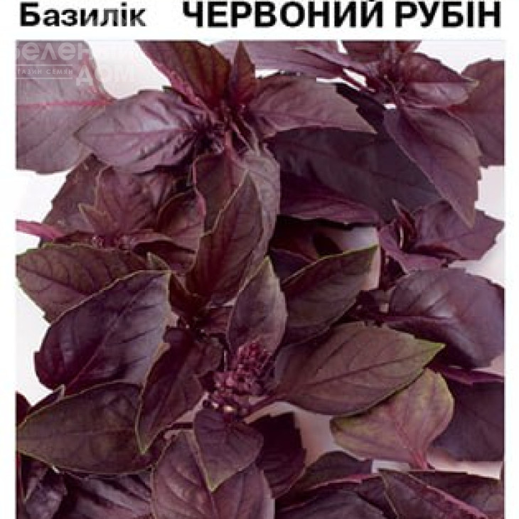 Ред Рубін / Red Rubin фото 2