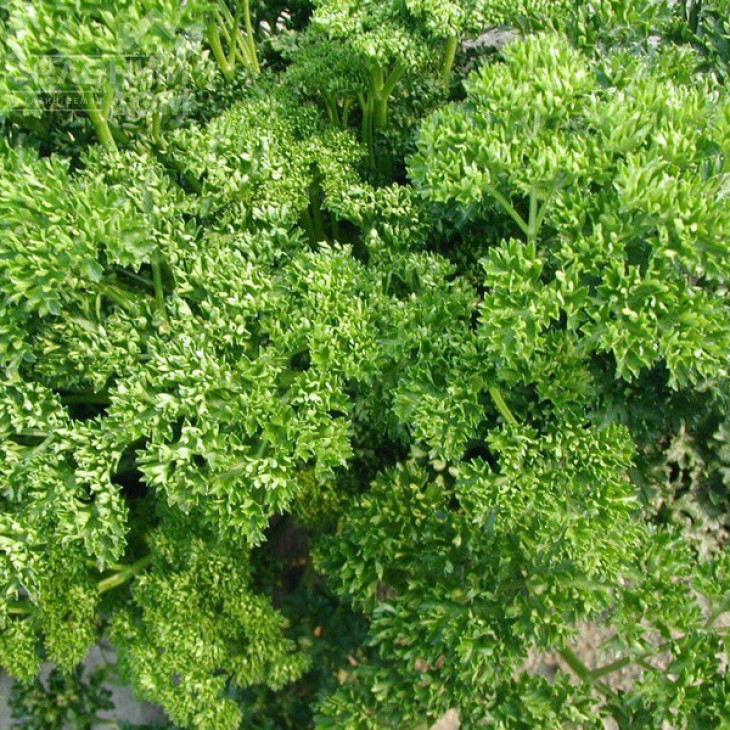 Фрісе (Робуст) / Frise (Robust),30-45 днів фото 4