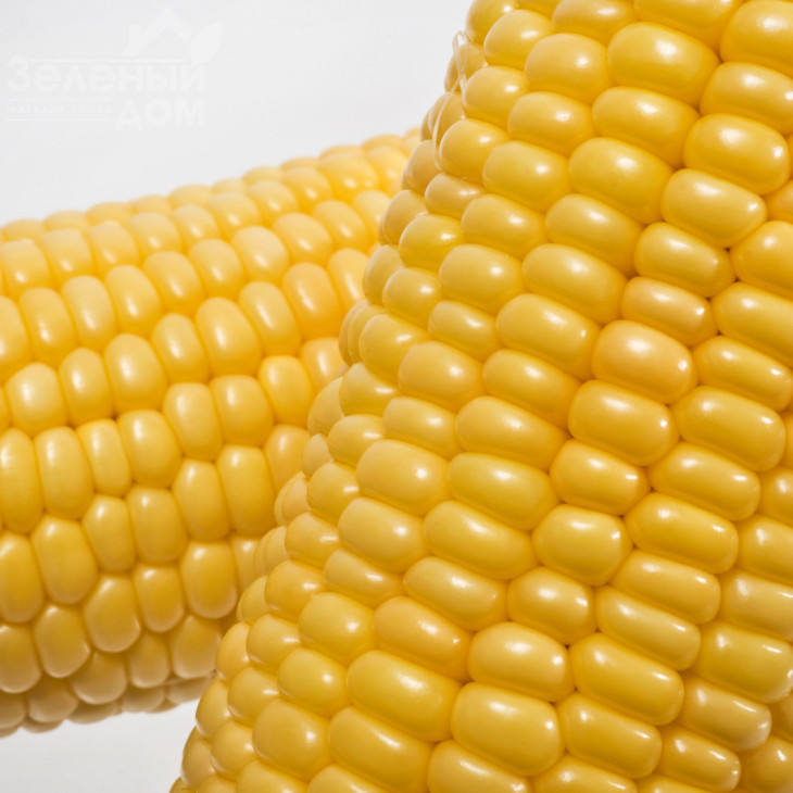 Мореланд (GSS 1453) F1 / Moreland  (GSS 1453) F1,83 дні фото 1