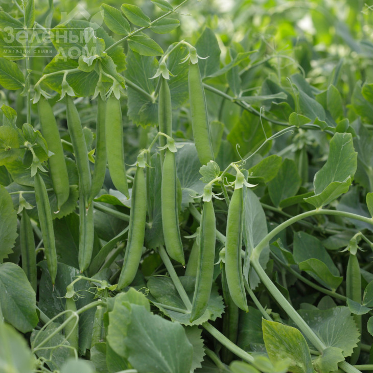 Олінда / Olinda ,55-60 днів фото 1