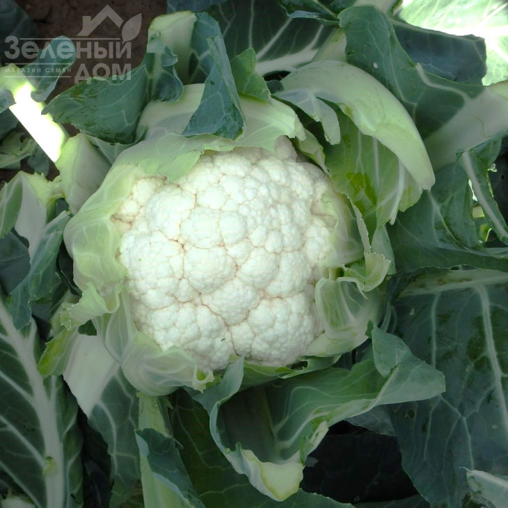 Найробі F1 / Nayrobi F1, 83– 90 днів фото 1