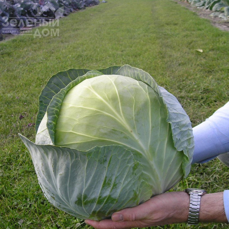 Трансам F1 / Transam F1,128 днів фото 2