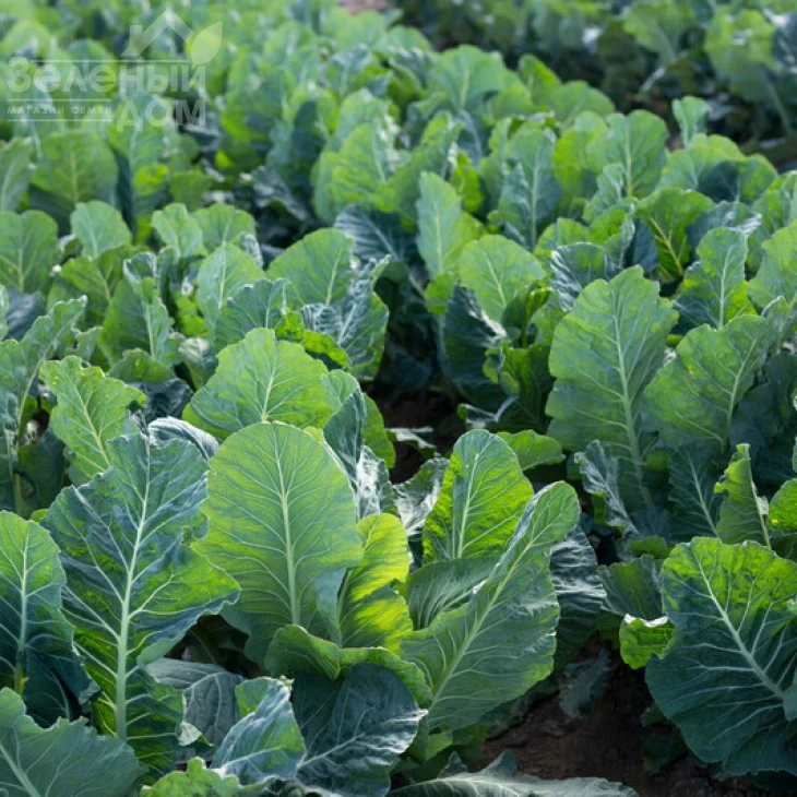 Валмер F1 / Valmer F1, 70-80 дней фото 2