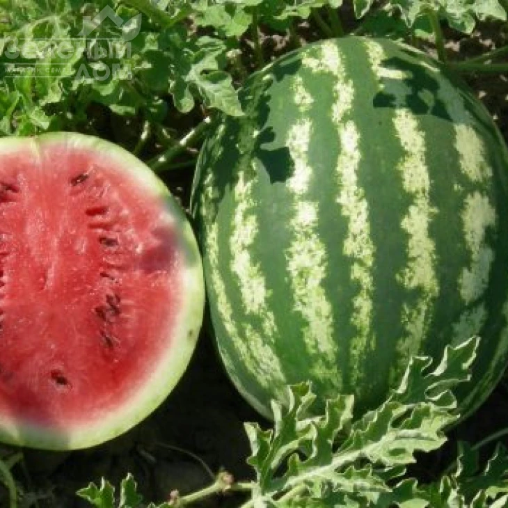 Нептун F1 / Neptun F1,70-75 дней фото 1