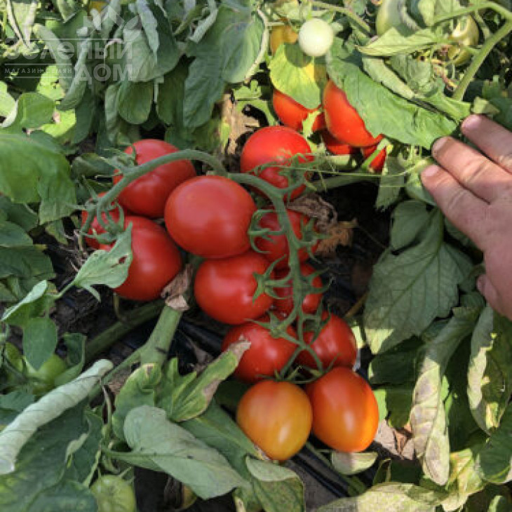 9969 F1 / 9969 F1, 105 днів фото 9