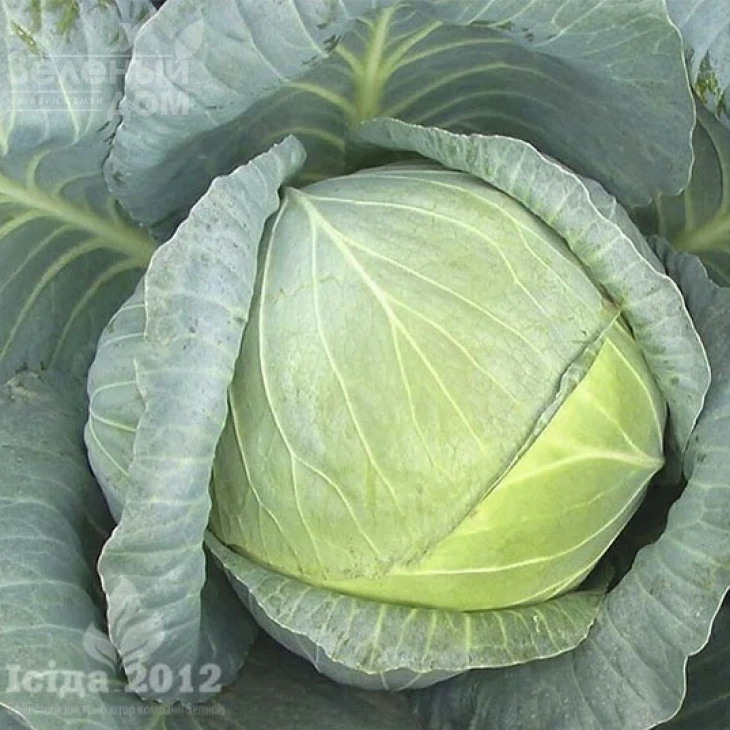 Ларсия F1 / Larsia F1 фото 2