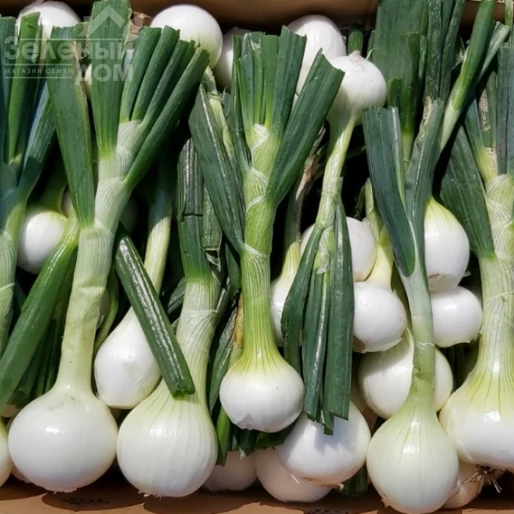 Вольф F1 / Wolf F1,260-280 дней фото 3