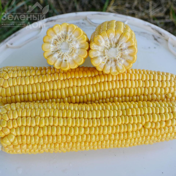 Страйк F1 (1525 F1) / Strayk F1 (1525 F1),72 дні фото 2