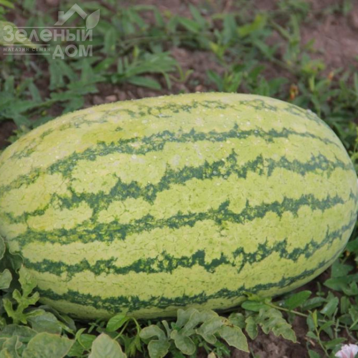 ЛС 1551 F1 / LS 1551 F1,62-65 днів фото 3