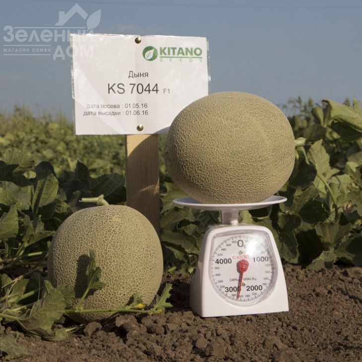 КС 7044 F1 / KS 7044 F1, 75-80 днів фото 1