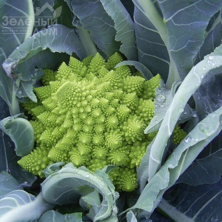 Вердоне F1 / Verdone F1,80-85 дней фото 1