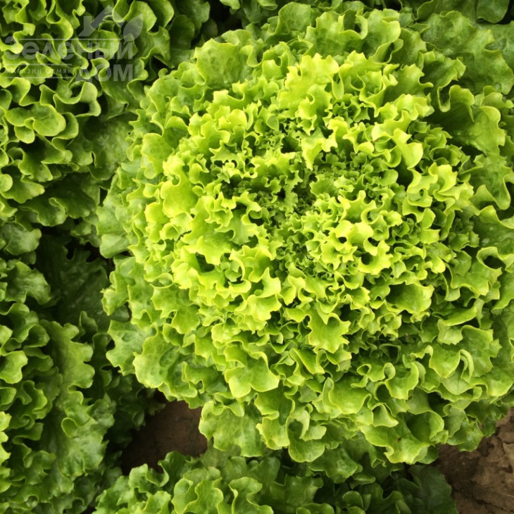 Меліна / Melina фото 3