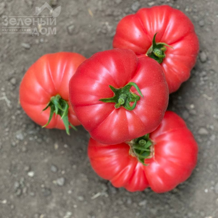 Сонароза F1 / Sonaroza F1 фото 6