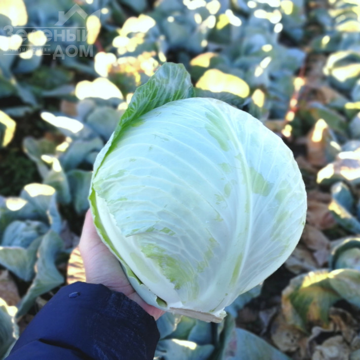 Алекса F1 / Alexa F1, 120-125 днів фото 1