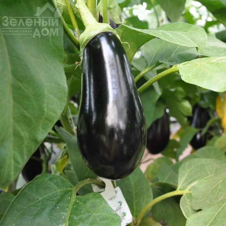 Шарапова F1 / Sharapova F1,95-110 дней фото 1