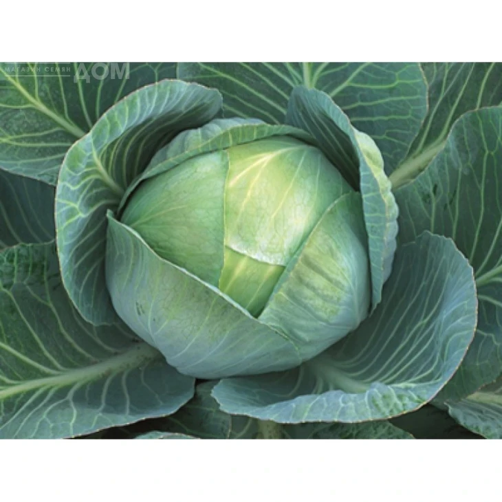 Арривист F1 / Arrivist F1,110-115 дней фото 1