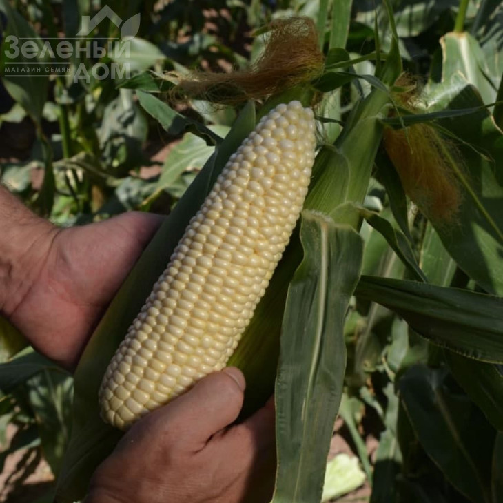 Ніколь F1 / Nicole F1, 70-72 дні фото 2