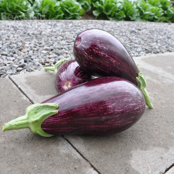 Лєйре F1 / Leire F1,95-100 днів фото 1