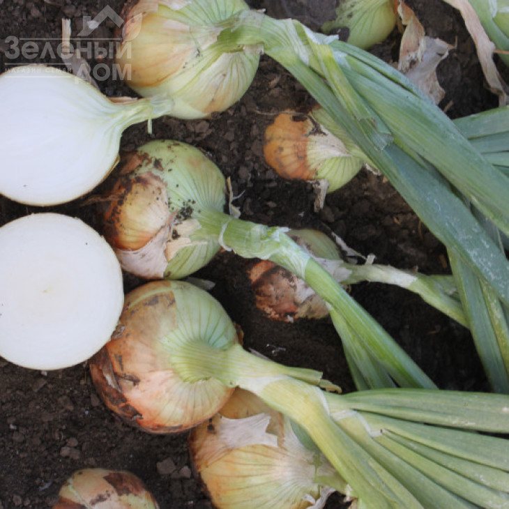 Венера F1 / Venera F1, 275-280 днів фото 2