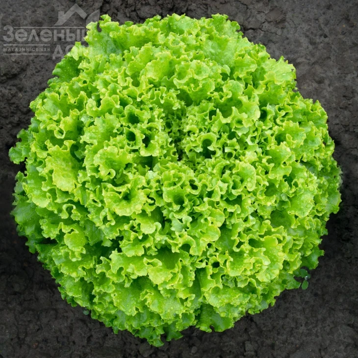 Сементел / Sementel,35-45 дней фото 1