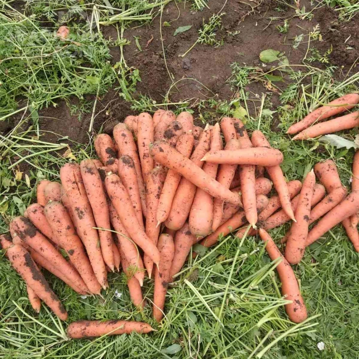 Престо F1 / Presto F1,70-75 дней фото 2