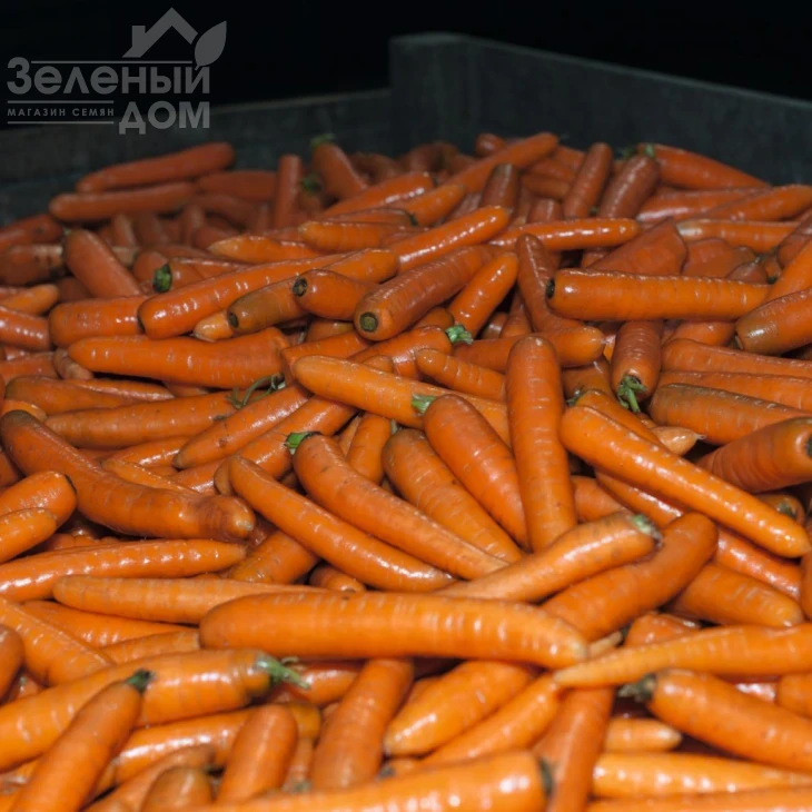 Бангор F1 / Bangor F1,110 дней фото 2