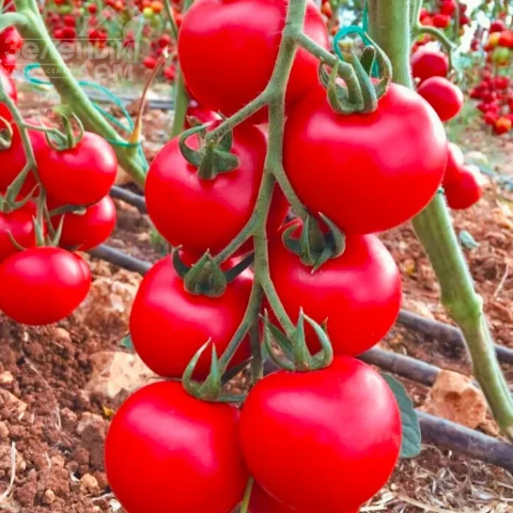 Лугано F1 / Lugano F1, 68-70 дней фото 1