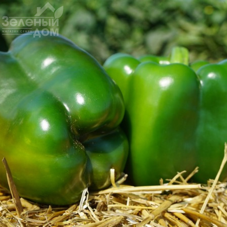 Вангард F1 / Vangard F1,85 днів фото 4