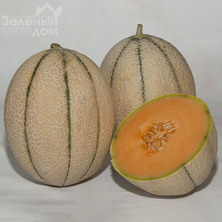 Массімо F1 / Massimo F1, 75-85 днів фото 1