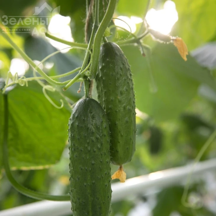 Валигора F1 / Valigora F1 фото 1