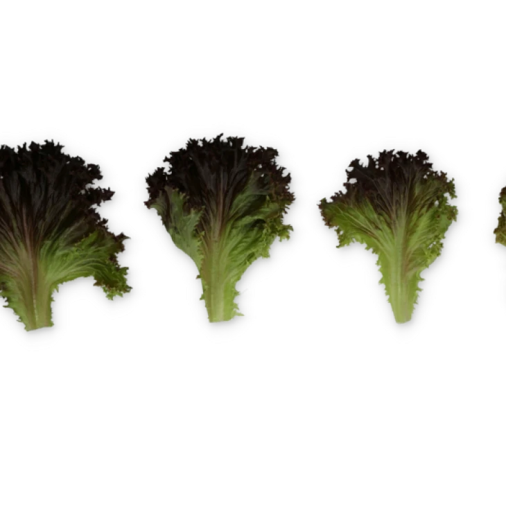 Скамандер / Scamander фото 2